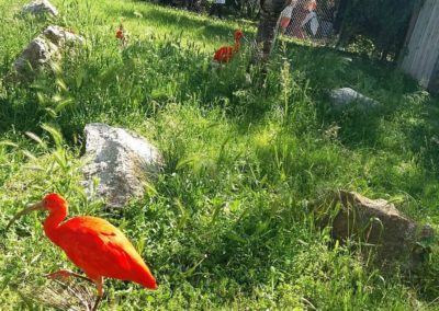 Les animaux et la faune à La Barben