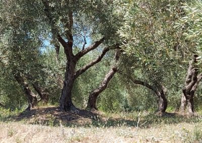 La Barben 49