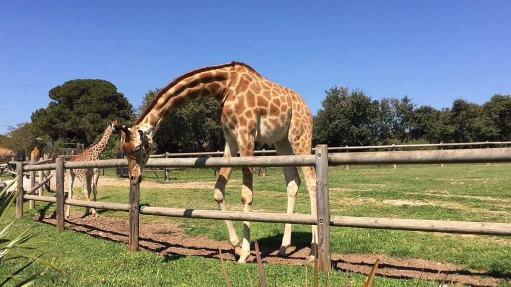 Girafe dans le parc animalier