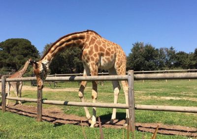 Girafe dans le parc animalier